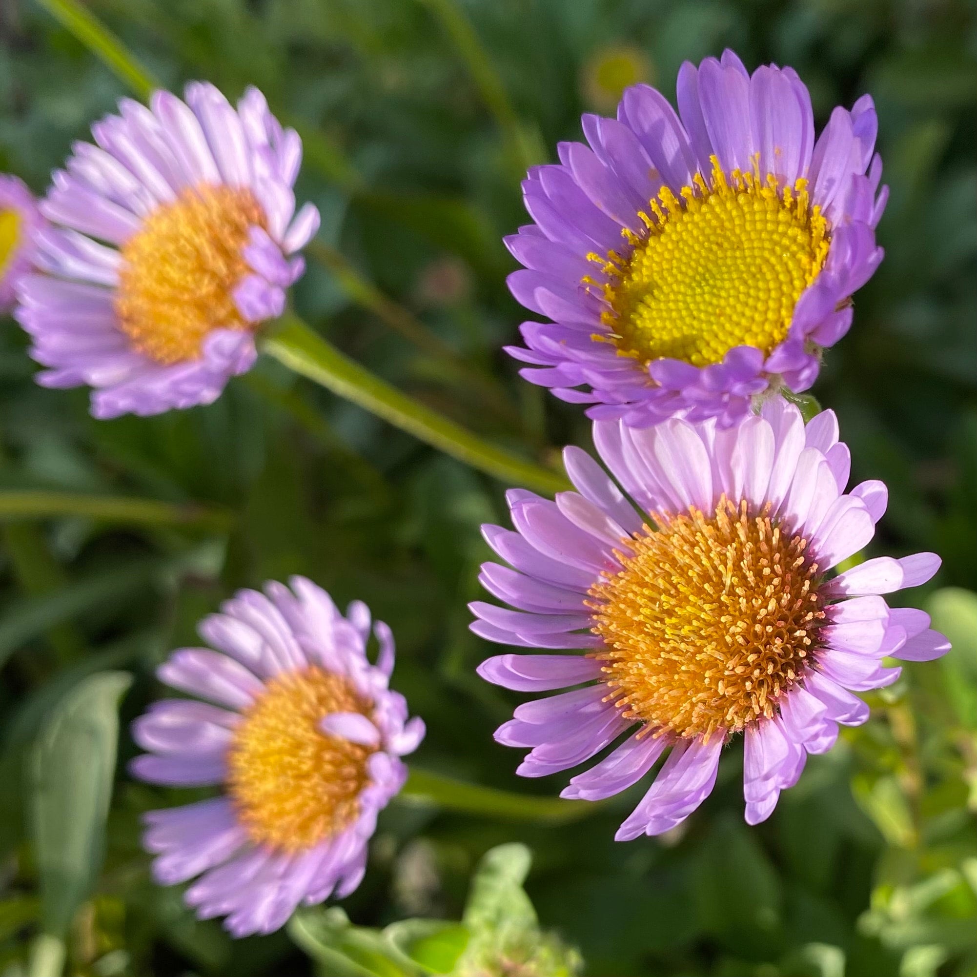 Interesting Info About Erigeron Seaside Daisy